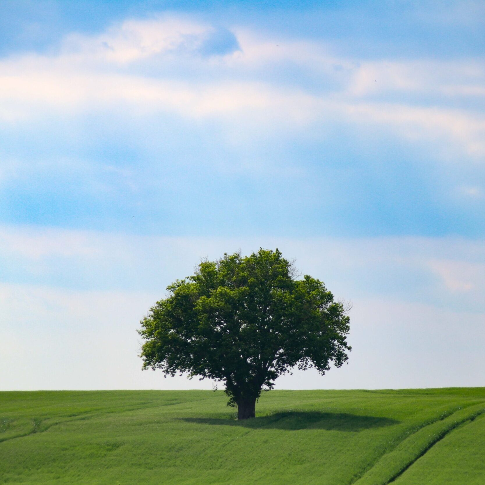 beautiful-shot-lonely-tree-standing-middle-greenfield-clear-sky_11zon